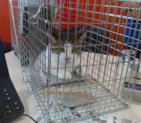 A800266 - Domestic Short Hair available for adoption