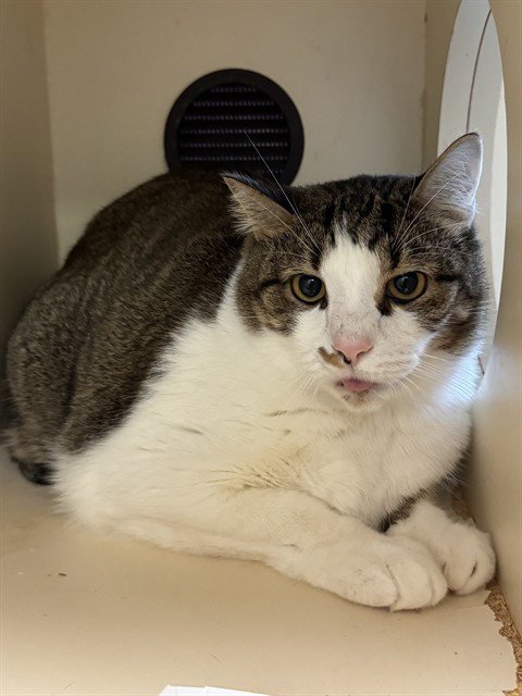 SPONGEBOB - Domestic Short Hair available for adoption