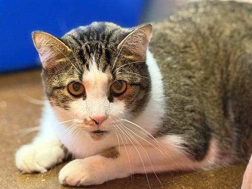 SPONGEBOB - Domestic Short Hair for adoption in Louisville