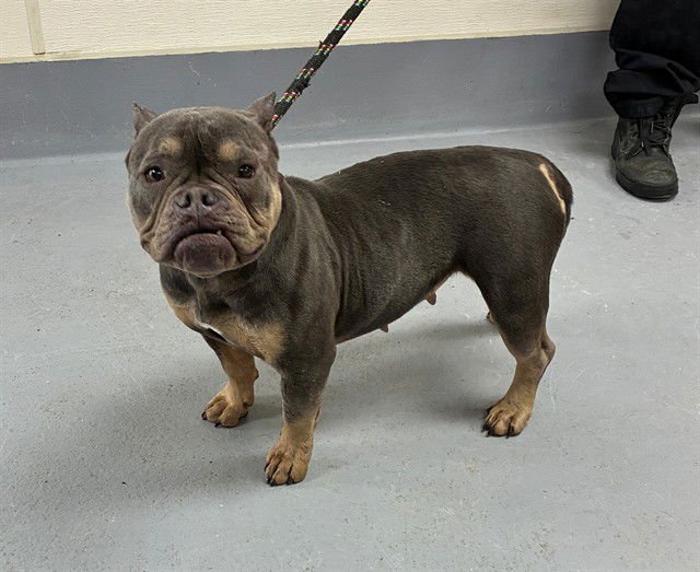 SELINE - American Bulldog available for adoption