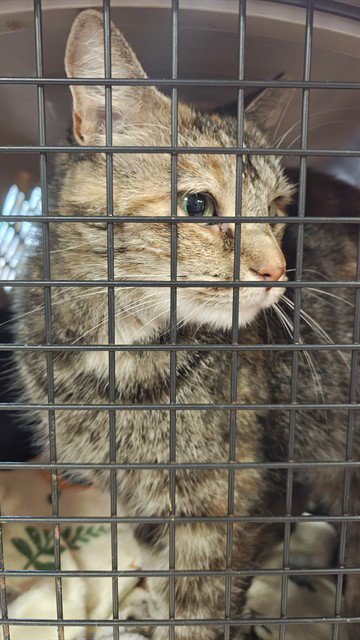 A800859 - Domestic Short Hair available for adoption
