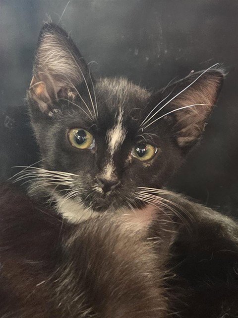 A799801 - Domestic Short Hair available for adoption