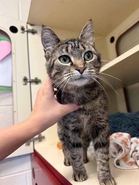 KARI - Domestic Short Hair available for adoption