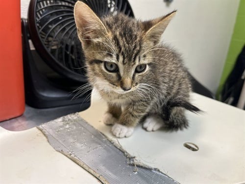 CINNAMON DONUT - Domestic Short Hair available for adoption