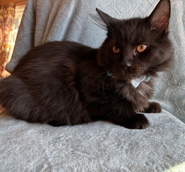 BANGERS - Domestic Short Hair available for adoption