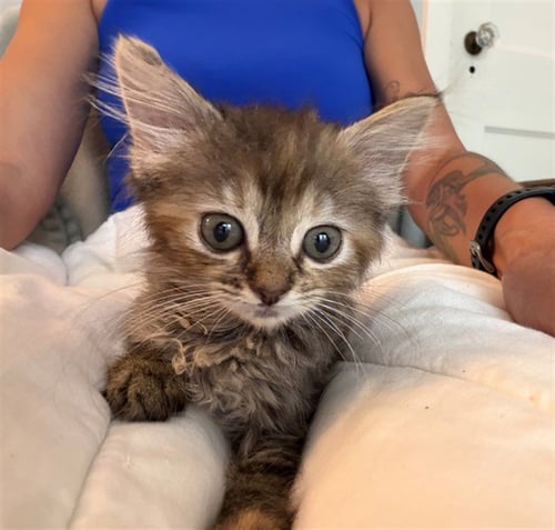 MIKO - Domestic Medium Hair available for adoption