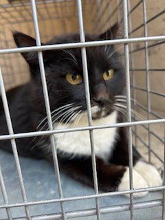 APRIL LUDGATE - Domestic Short Hair available for adoption