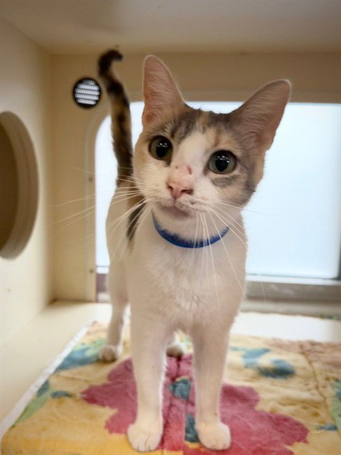 CAROL - Domestic Short Hair available for adoption