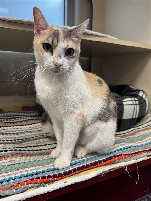 CAROL - Domestic Short Hair available for adoption