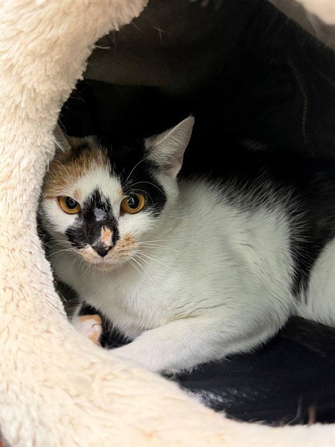 ECHO - Domestic Short Hair available for adoption