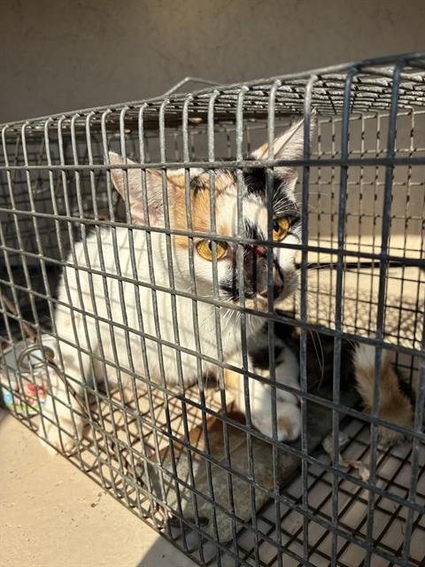ECHO - Domestic Short Hair available for adoption