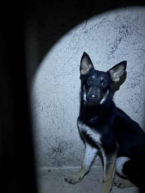 ELIZABETH TAYLOR - German Shepherd Dog available for adoption