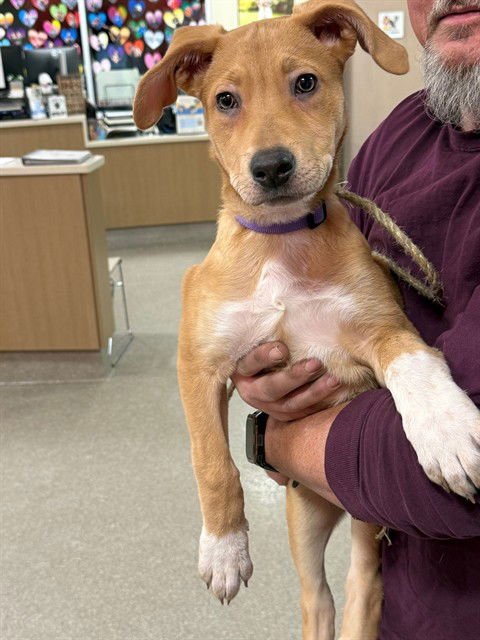 HOPE - Black Mouth Cur available for adoption