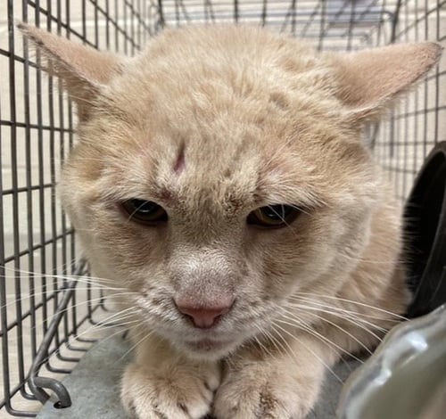 MAGNUS - Domestic Short Hair available for adoption