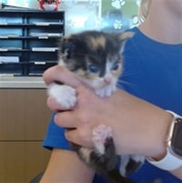 FUZZINATOR - Photo 1