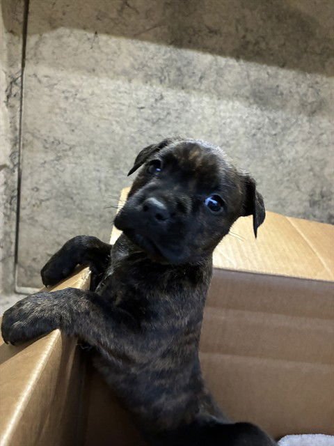 LONDON LOU - Pit Bull Terrier available for adoption