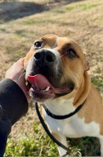 BINGE BUDDY - Pit Bull Terrier available for adoption