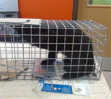 BLIMEY - Domestic Short Hair available for adoption