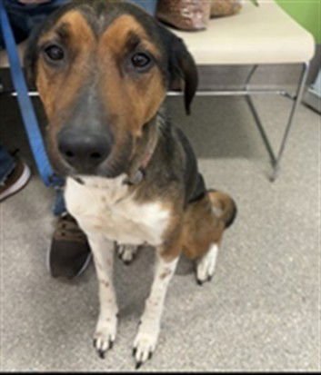 A793346 - Treeing Walker Coonhound available for adoption