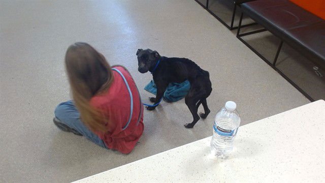 SKINNY MINNIE - Labrador Retriever available for adoption