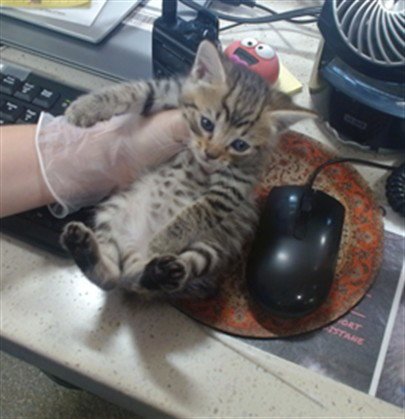 BRUCE SMITH - Domestic Short Hair available for adoption