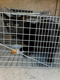 CATRICK - Photo 1