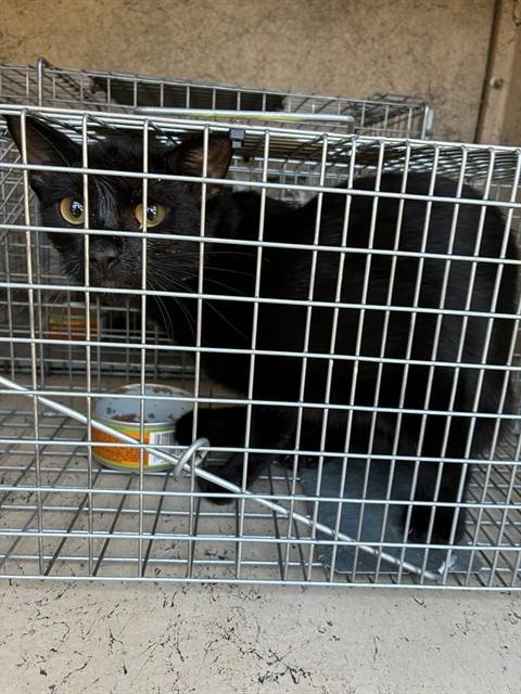 CATRICK - Domestic Short Hair available for adoption