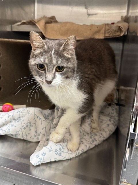 BRIANNA - Domestic Short Hair available for adoption