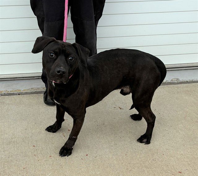 SCULLY - Labrador Retriever available for adoption