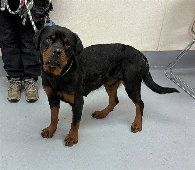 SCOURGETTE - Rottweiler available for adoption