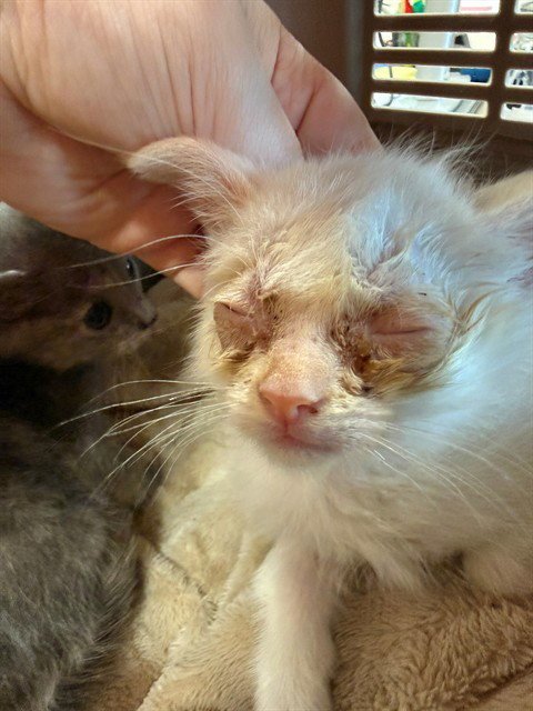 ELLIE - Domestic Short Hair available for adoption