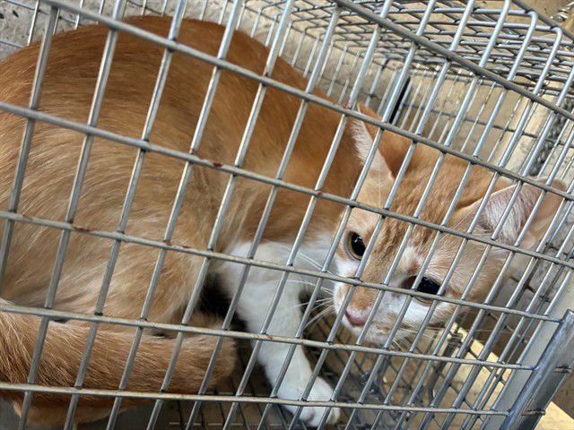 GALAPAGOS - Domestic Short Hair available for adoption