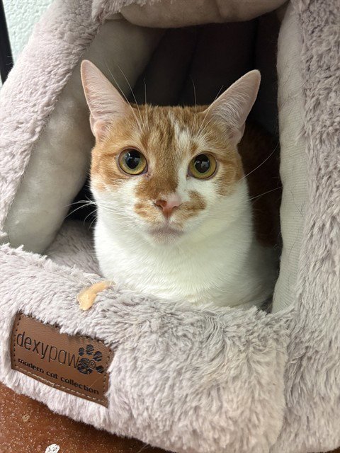 GALAPAGOS - Domestic Short Hair available for adoption