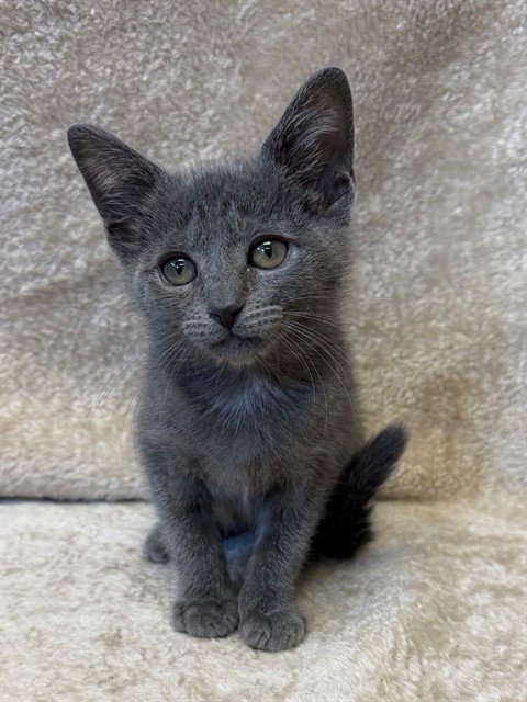 ASTER - Domestic Short Hair available for adoption
