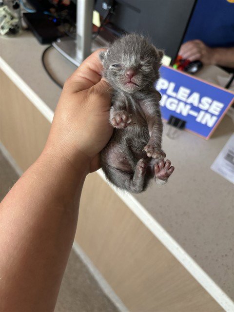 ASTER - Domestic Short Hair available for adoption