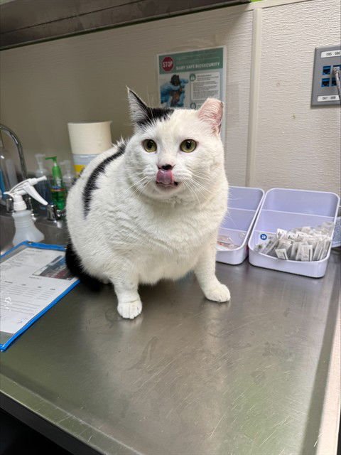 CHARDONNAY - Domestic Short Hair available for adoption