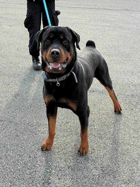 VICE - Rottweiler available for adoption