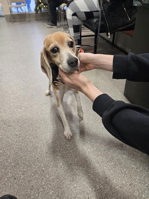 BRYNN - Beagle available for adoption