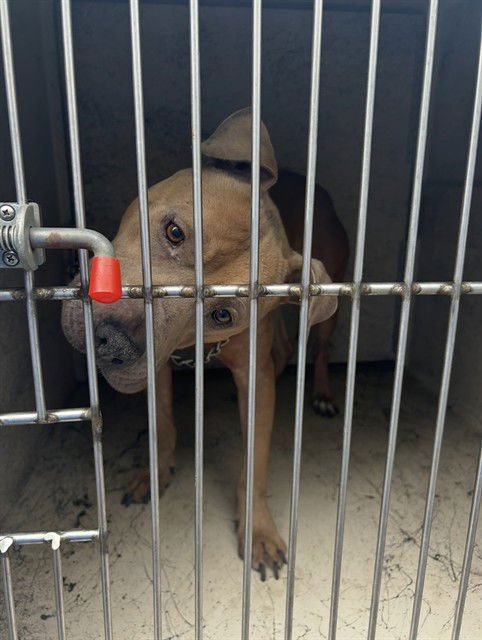 FUDDY DUDDY - Pit Bull Terrier available for adoption