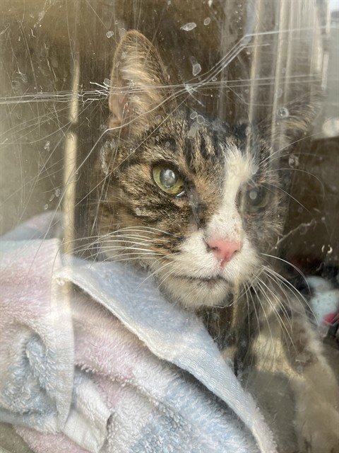 GEORGE - Domestic Short Hair for adoption in Louisville