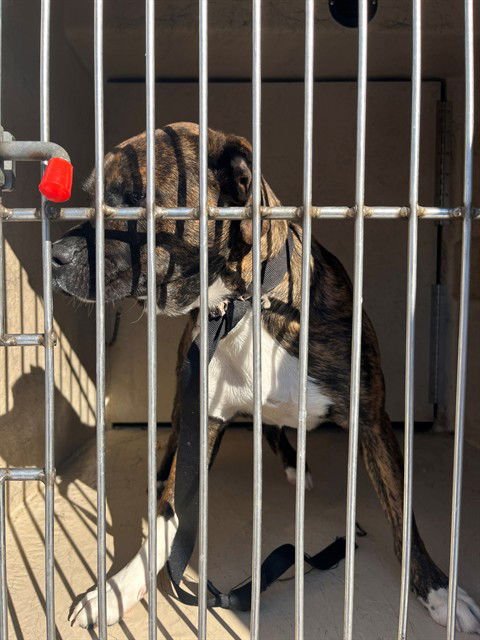 THORNTINA - Hound / Pit Bull Terrier available for adoption