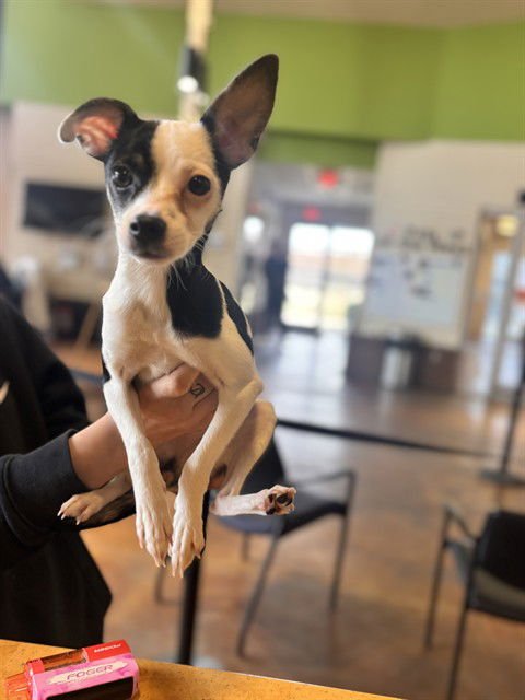 MELLIE - Chihuahua available for adoption