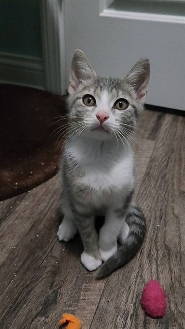 HEATH - Domestic Short Hair available for adoption