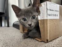 CONNER - Photo 1