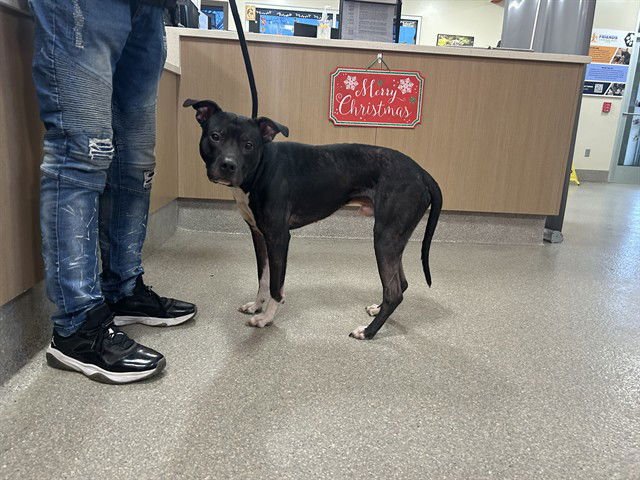OBERST - Pit Bull Terrier available for adoption