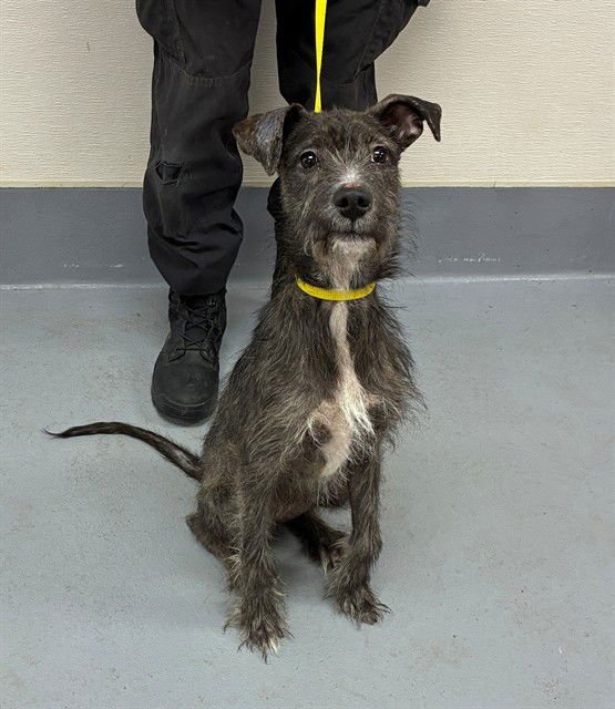 KRUSTY KRAB - German Wirehaired Pointer available for adoption