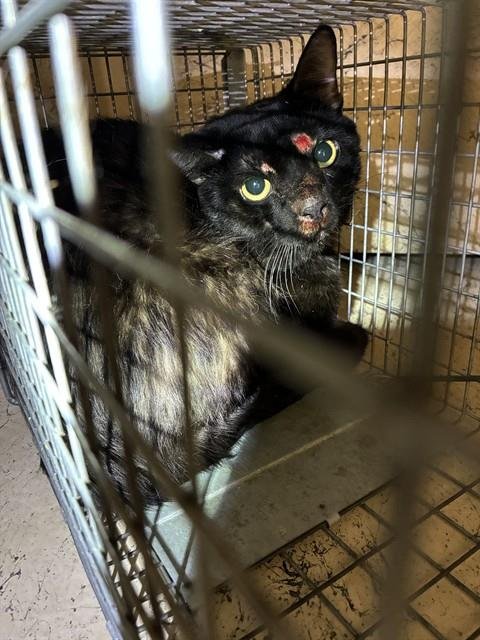 SMOKEY - Domestic Short Hair available for adoption