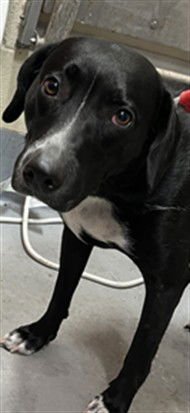 SERENA - Labrador Retriever available for adoption