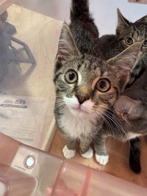 A800344 - Domestic Short Hair available for adoption