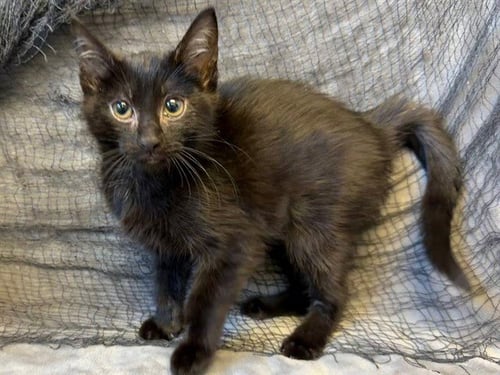 WALNUT - Domestic Medium Hair available for adoption